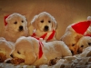 g-christmas_800x482