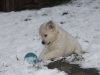 g-snow-19_800x533