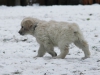 g-snow11_800x533