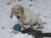 g-snow13_800x533