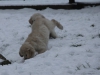 g-snow16_800x533