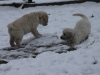 g-snow18_800x533