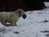 g-snow19_800x533