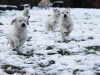 g-snow1_800x533