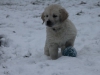 g-snow20_800x533