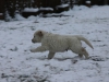 g-snow21_800x533