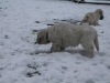 g-snow22_800x533