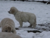 g-snow23_800x533