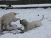 g-snow24_800x533