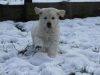g-snow27_800x533