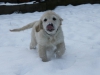 g-snow28_800x533