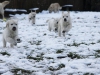 g-snow2_800x533