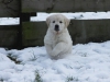 g-snow3_800x533