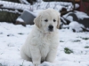 g-snow4_800x533