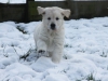 g-snow5_800x533