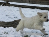 g-snow6_800x533