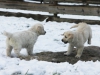 g-snow7_800x533