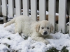 g-snow9_800x533