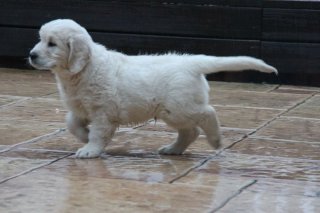Henty 7,5 weeks