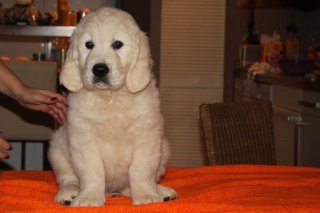Henry 7,5 weeks