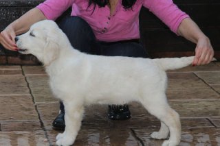 Lola 12 weeks