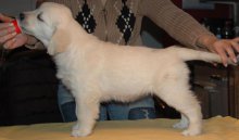 dogblack56days.jpg
