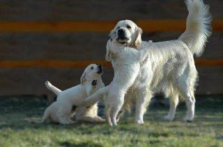 emilpuppies1_640x425.jpg