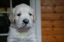 deehundingrun2_800x533