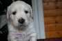 deehundinlila1_800x533