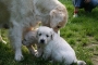 deestag33-2_800x533
