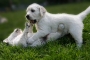deestag33-3_800x533
