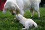 deestag33-4-tante-priscilla_800x533