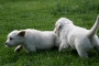 deestag33-5_800x533