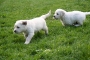 deestag33-7_800x533