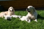 Mom und Dad