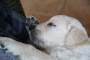 Siesta bei Sascha