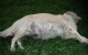 kimberly-d-litter-day56-1_800x533