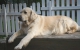 kimberlyd-litter-tag48-1_800x533