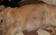 kimberlyd-litter-tag51-1_800x538
