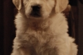 Standbilder Welpen 44 Tage - Puppies 44 days