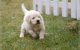 Puppies5-10.jpg
