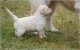 Puppies5-8.jpg