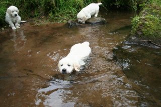 Goldens kÃ¶nnen schwimmen